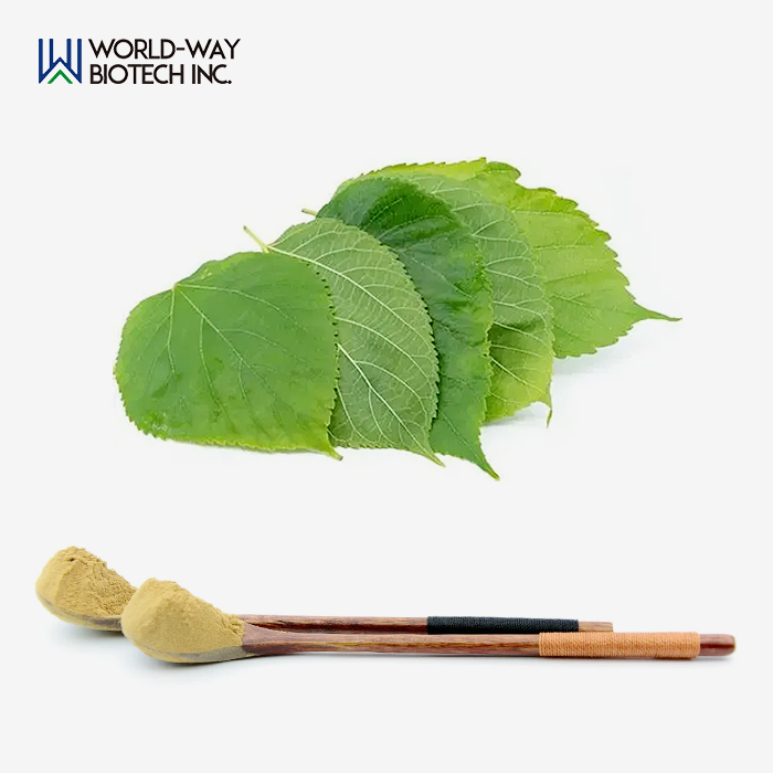 Mulberry Leaf Extract Powder Mulberry Leaf Extract Powder